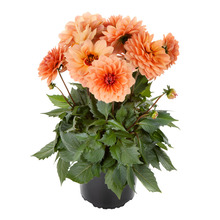 Geogine 'Dahlia Labella Grande' 14 cm potte